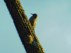 Melanerpes hypopolius