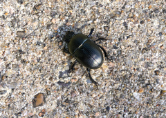 Geotrupes splendidus