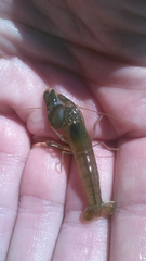 Alpheus heterochaelis