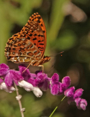 Argynnis hyperbius hybrida