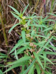 Ludwigia polycarpa