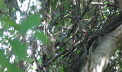 Pycnonotus sinensis formosae