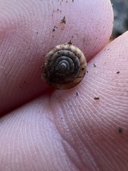 Discus rotundatus