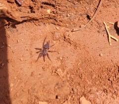 Ischnothele annulata