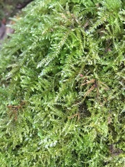 Eurhynchium striatum