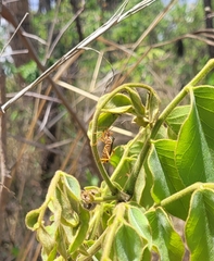 Lucullia flavovittata