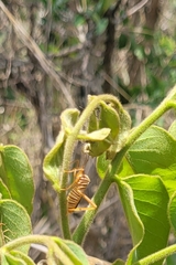 Lucullia flavovittata