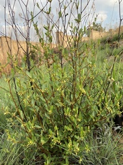 Cryptolepis oblongifolia