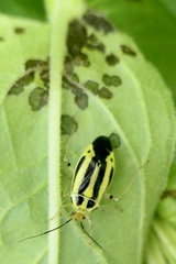 Poecilocapsus lineatus