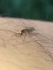 Aedes taeniorhynchus