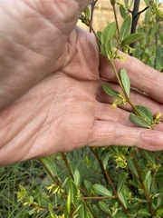 Cryptolepis oblongifolia