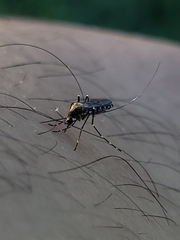 Aedes taeniorhynchus