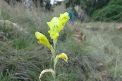 Gladiolus woodii