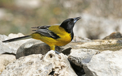 Icterus graduacauda