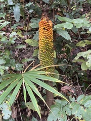Amorphophallus