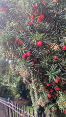 Taxus baccata