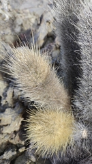 Brachycereus nesioticus