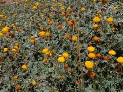 Calceolaria filicaulis