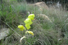 Gladiolus woodii