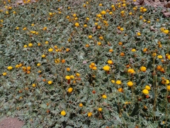 Calceolaria filicaulis