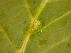 Aceria erinea