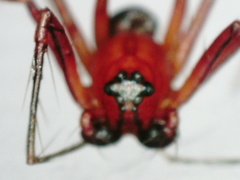 Oxyopes birmanicus