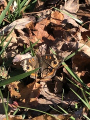 Junonia coenia
