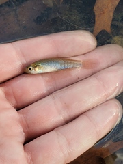 Fundulus dispar