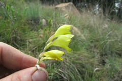 Gladiolus woodii