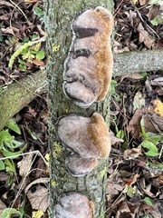 Phellinus pomaceus