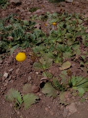 Calceolaria filicaulis