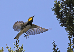 Setophaga chrysoparia