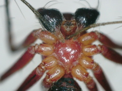 Oxyopes birmanicus