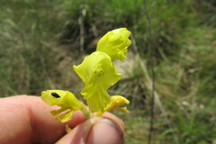 Gladiolus woodii