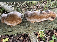 Phellinus pomaceus