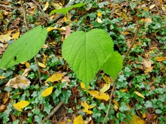 Morus rubra