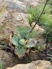Aloe greatheadii davyana
