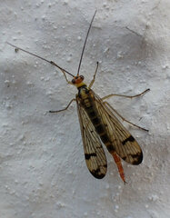 Panorpa lacedaemonia