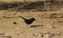 Cercotrichas podobe