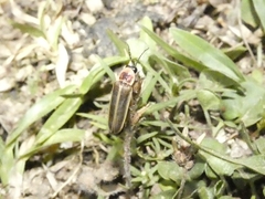 Photinus signaticollis