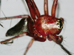 Oxyopes birmanicus
