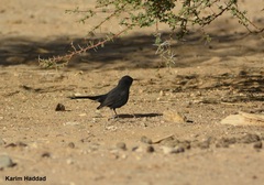 Cercotrichas podobe