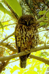 Ninox novaeseelandiae
