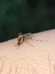 Aedes sollicitans