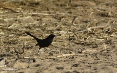 Cercotrichas podobe