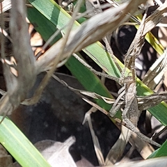 Quemedice enigmaticus