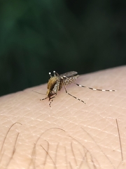 Aedes sollicitans