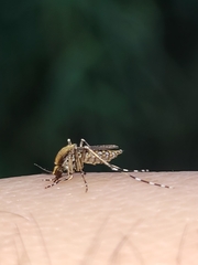 Aedes sollicitans