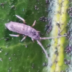 Tomocerinae