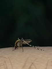 Aedes sollicitans